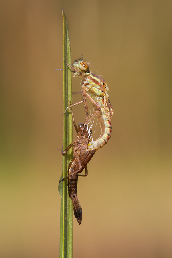 Large Red Damselfly Emerging 4